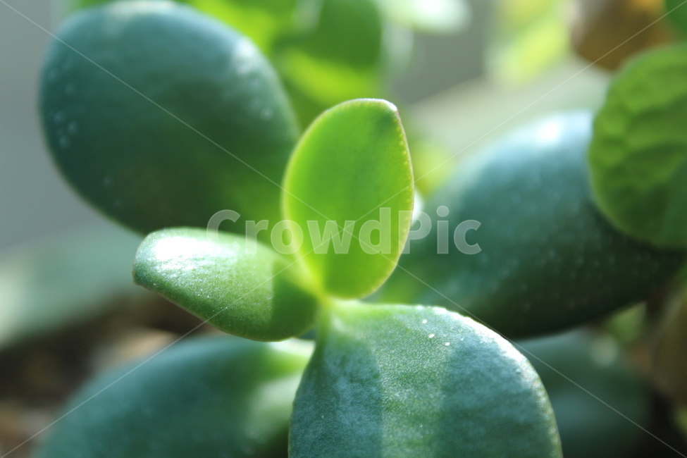 식물,plant,잎,leaf,green