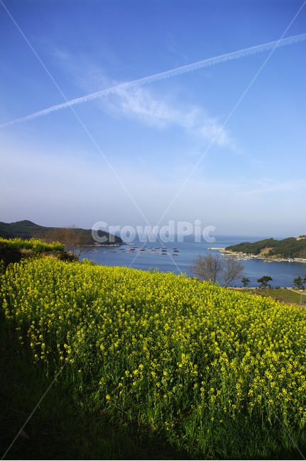 유채꽃,꽃밭,꽃,flower,계절,봄,spring,하늘,구름,풍경,바다,청산도,봄,계절,spring,season,자연,풍경,nature,landscape,한국자연풍경,한국자연경관,korea nature landscape,grassland,목초지,outdoors,옥외,field,들,farm,농장,rural,농촌,meadow