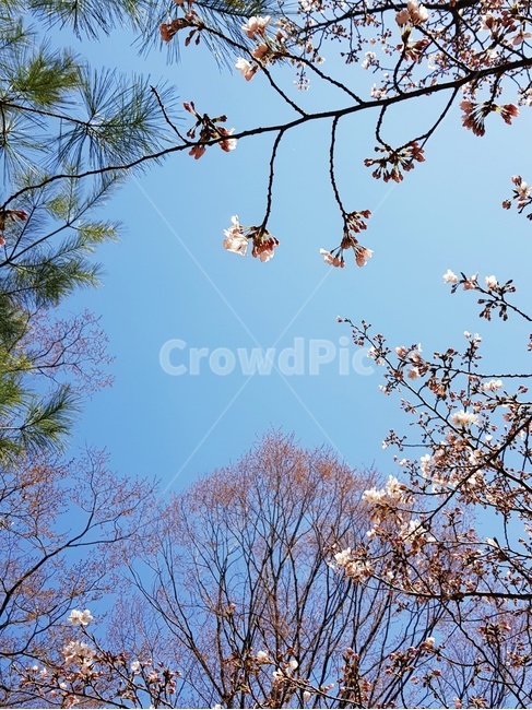 소나무,꽃,하늘,벚꽃,핑크,흰꽃,분홍꽃,봄,꽃구경,봄,계절,spring,season,식물,자연,plants,nature,꽃,flower,plant,tree,나무