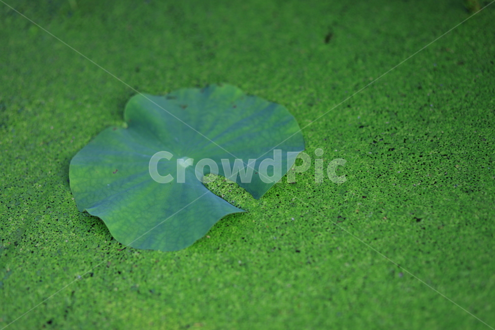 친환경,연잎,늪,수경,연꽃,개구리밥,자연,green,양수리,두물머리,식물,자연,plants,nature