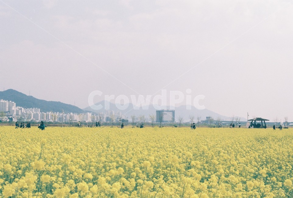 field,들,유채꽃,봄,spring,rapeblossoms