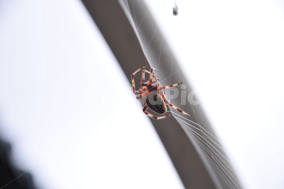 invertebrate,무척추동물,spider,거미,insect,곤충,arachnid,거미류,gardenspider,정원거미,animal,동물
