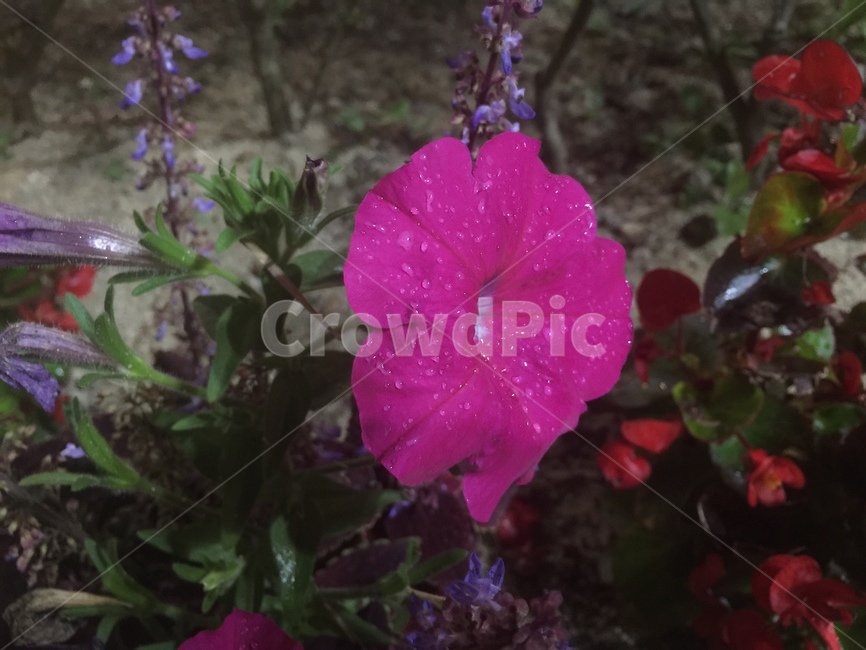 페튜니아,가지과,자주색,꽃,관상용,한해살이,이슬,비에젖은,식물,자연,plants,nature,꽃,flower