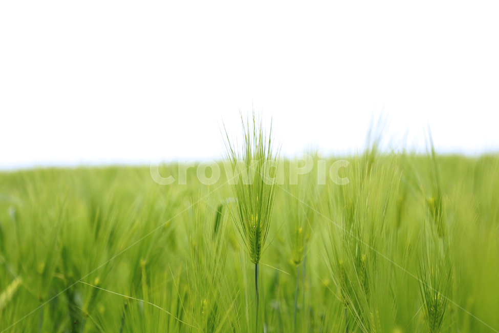 청보리,초록,보리,보리밭,식물,자연,풍경,nature,landscape,식물,plants,plant,vegetation,초목