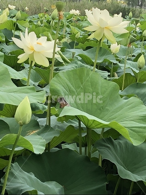 꽃,궁남지,연꽃,연꽃축제,식물