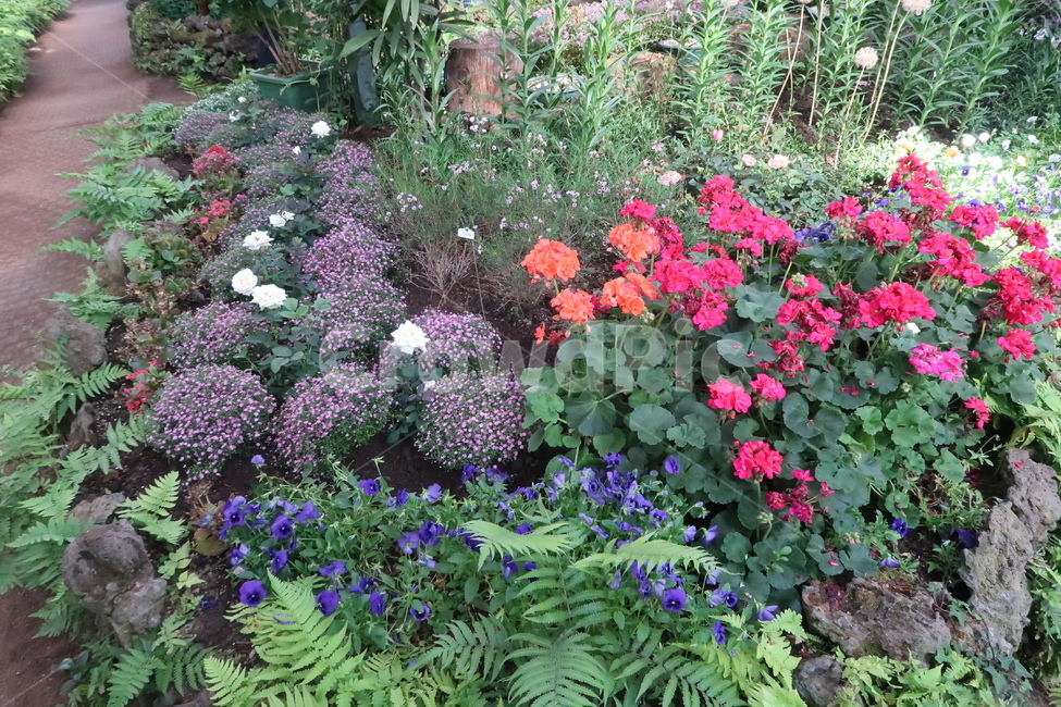plant,식물,blossom,flower,꽃,공원,봄,봄꽃,봄날,햇빛,풀,가든,park,spring,springflower,초록,보라,sunny,garden,green,purple,돌