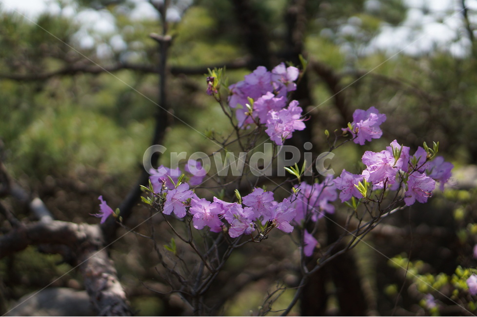 진달래,핑크,봄,낮,빛,봄,계절,spring,season,식물,자연,plants,nature,꽃,flower,blossom,geranium,제라늄,plant