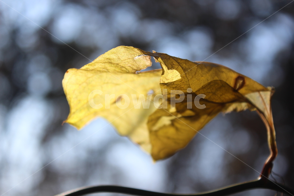 leaf,잎,plant,식물,yellow