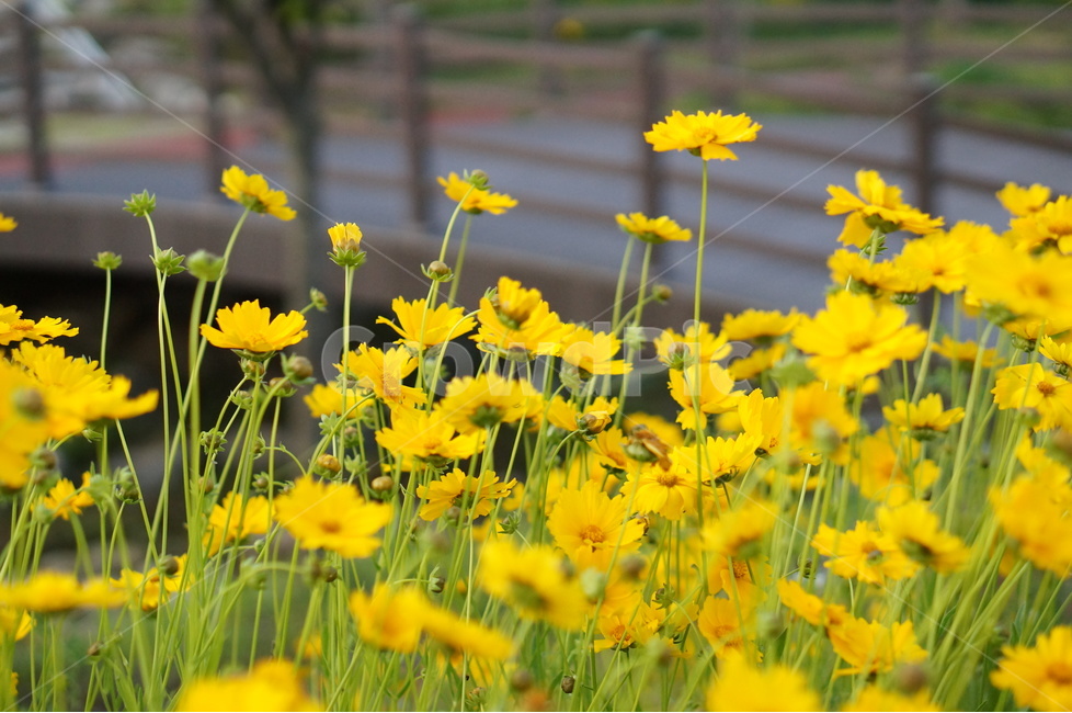 금계국,노랑색,꽃,풍경,봄,맑음,식물,자연,plants,nature,꽃,flower