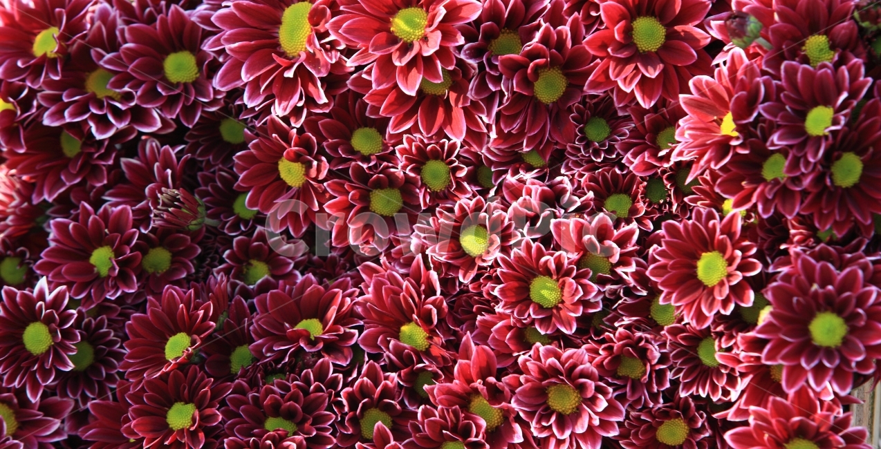 국화,꽃,자연,풍경,여행,식물,자연,plants,nature,꽃,flower
