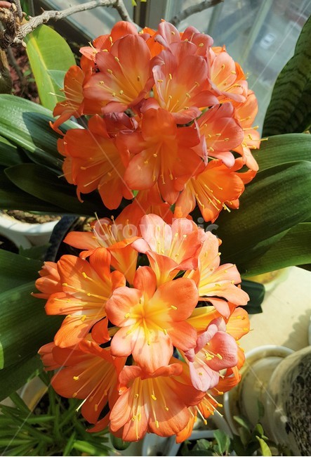 군자란,군자란꽃,plant,식물,blossom,flower,꽃,주황색꽃