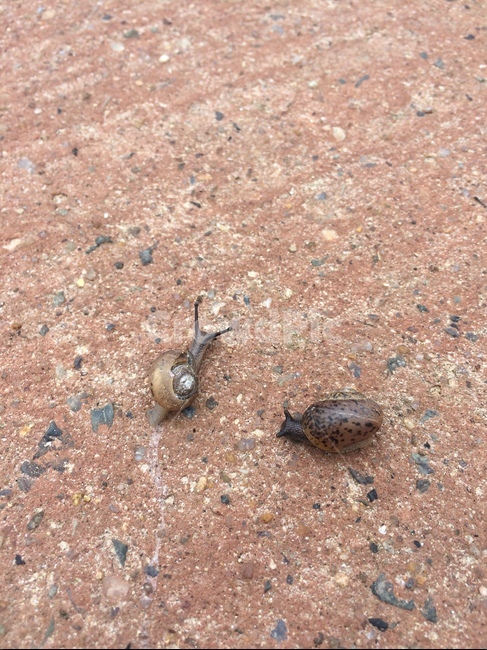 달팽이,비온뒤,느릿,동물,등껍질,두마리,거북이,비