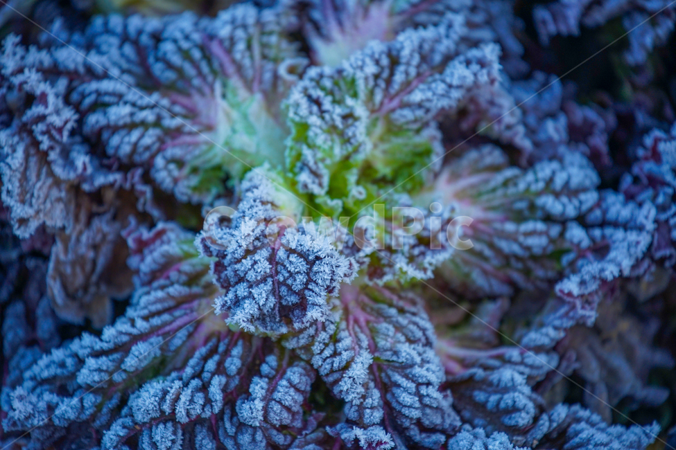 겨울,서리,식물,서릿발,자연,계절,겨울,계절,winter,season,식물,자연,plants,nature