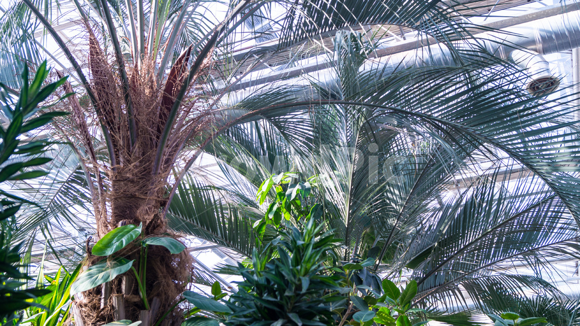 plant,식물,arecaceae,야자수,나무