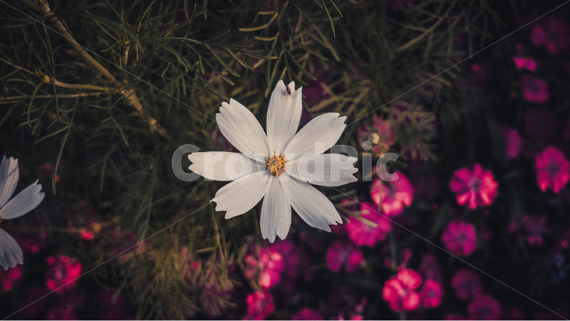 꽃,코스모스,자연,식물,cosmos,가을,계절,fall,autumn,season,식물,자연,plants,nature,꽃,flower,감성,sensible,feeling,색깔,색상,색채,색감,color sense,color sensitivity,feeling of color,plant,daisy,데이지,daisies,blossom