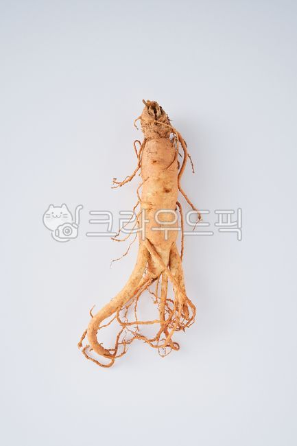 인삼,수삼,금산인삼,인삼5년근,인삼6년근,뿌리,한뿌리,음식,식재료,요리,food,cook,meal,dishes,food reserves