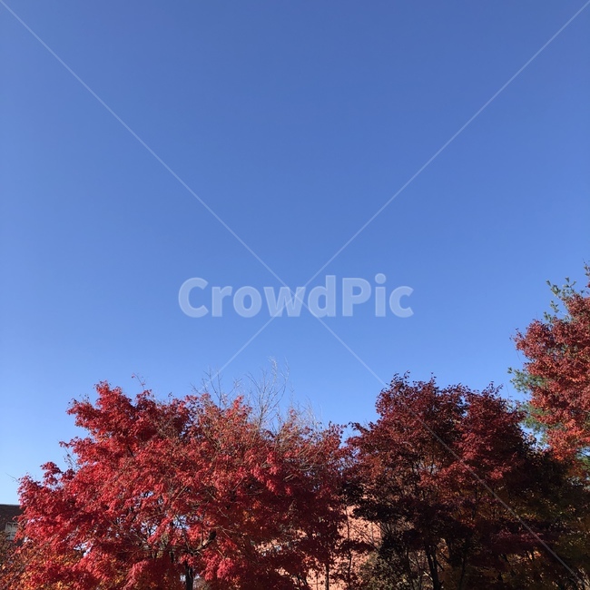 tree,나무,식물,plant,단풍,maple,하늘,sky,blue,파랑,leaf,잎,가을,계절,fall,autumn,season