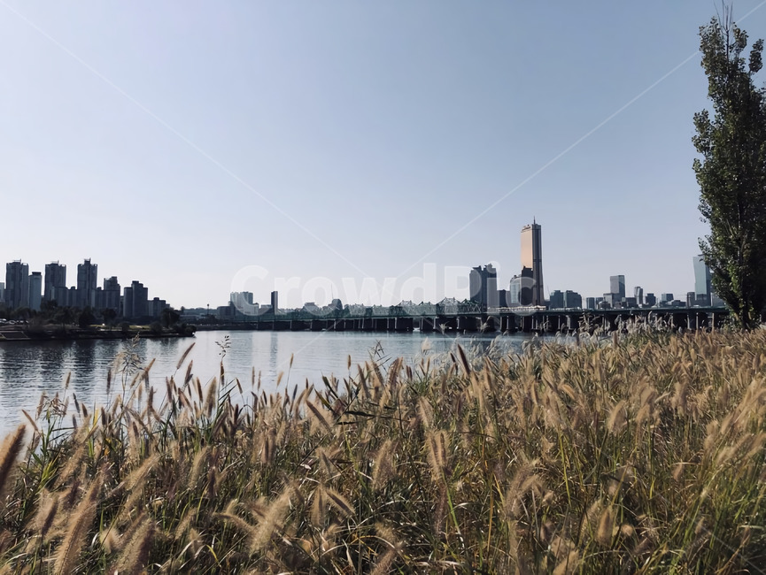 갈대,갈대밭,한강,여의도한강,여의도,하늘,가을,식물,잔디,plant,reed,grass,lawn,river,hangang,hanriver,sky,도시,풍경,city,landscape