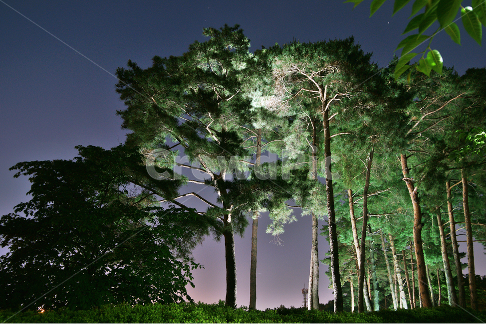 소나무,노송,조명,야경,나무,자연,풍경,nature,landscape,야경,밤,nightscape,night,tree,plant,식물
