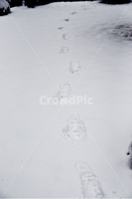 nature,자연,snow,눈,설경,white,겨울,winter,겨울왕국,발자국,footprint,겨울,계절,winter,season