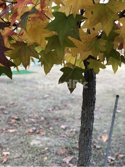 가을,단풍,나무,fall,autumn,가을,계절,fall,autumn,season,식물,자연,plants,nature,plant,leaf,잎,tree