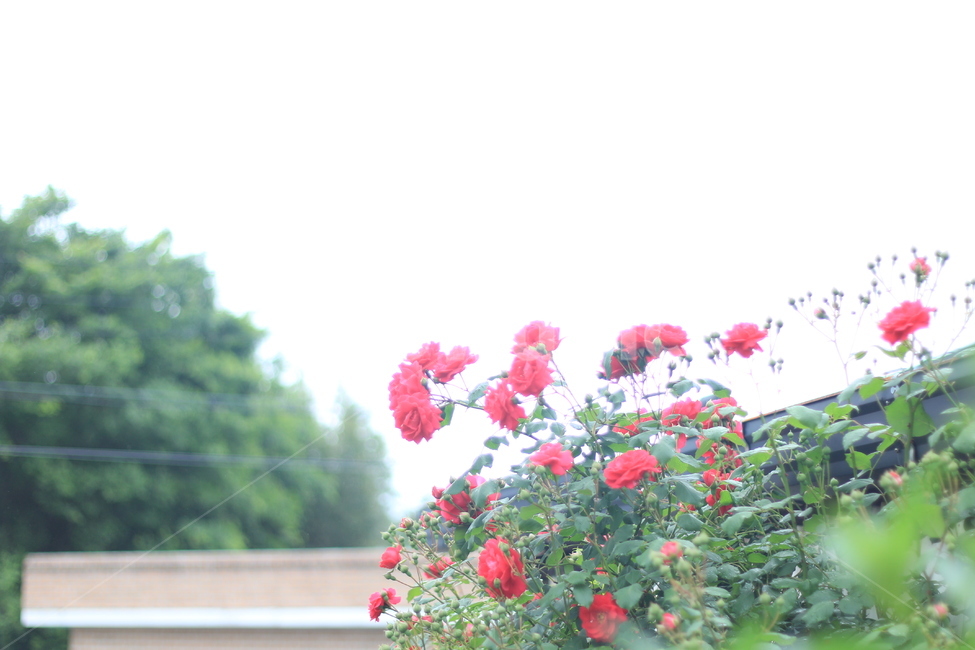 여름,꽃,장미,애증,여왕,식물,자연,plants,nature,꽃,flower