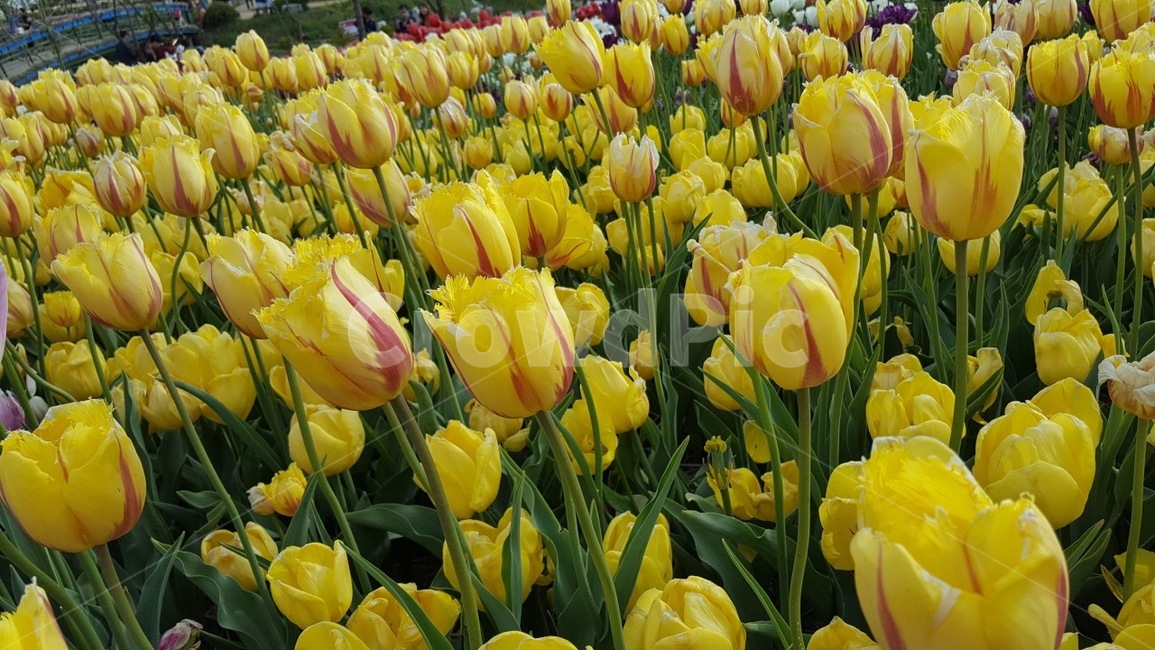 튤립,노란튤립,꽃,자연물,꽃밭
