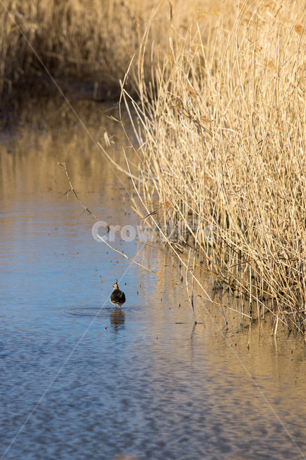 풍경,landscape,새,bird,순천만