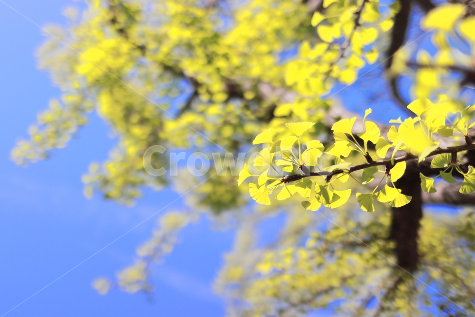 은행나무,파란하늘,감성,노랑,노란나무,나무,감성사진,자연,가을,계절,fall,autumn,season,식물,자연,plants,nature,plant,leaf,잎,tree