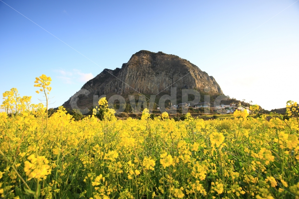 제주,산방산,유채꽃,제주봄,배경화면,풍경,식물,하늘,산,자연,풍경,nature,landscape,한국자연풍경,한국자연경관,korea nature landscape,제주도,jeju,jeju island,식물,plants,꽃,flower,outdoors,옥외,grassland,목초지,field,들