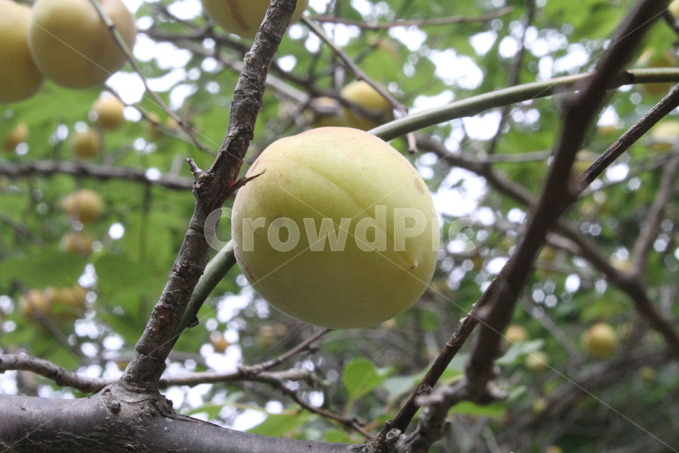 매실열매,매실,열매,과일,식물,Prunusmume,식물,자연,plants,nature,과일,열매,fruit