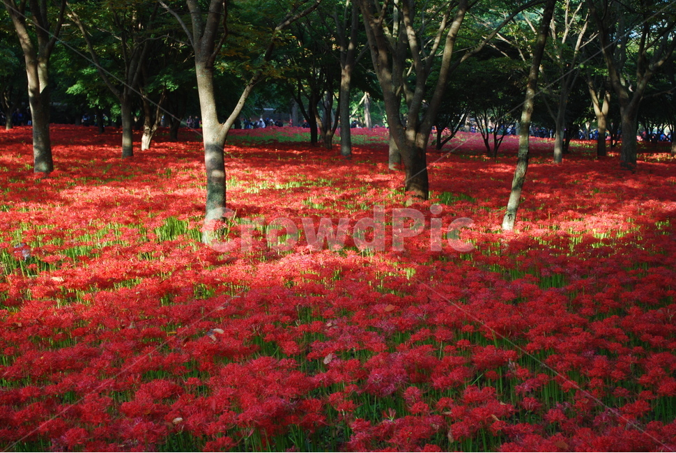 영광,불갑사,꽃무릇,상사화,꽃무릇축제,상사화축제,자연,풍경,nature,landscape,식물,plants,꽃,flower,plant,tree,나무