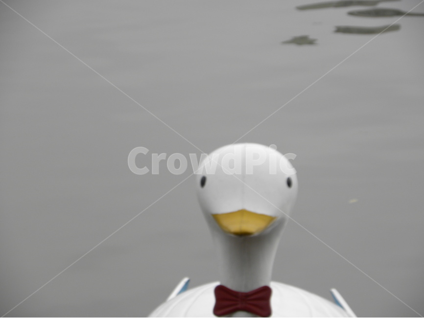 오리배,유원지,duckembryo,amusementpark,오리,duck