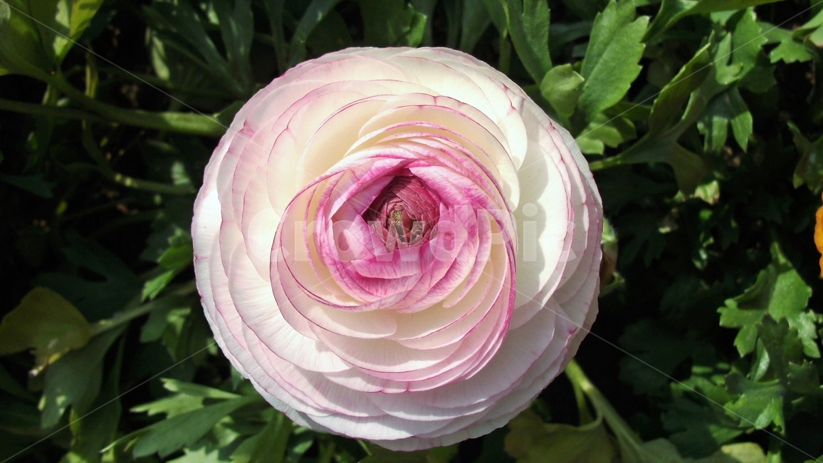 꽃,자연,식물,꽃잎,암술,수술,봄,spring,nature,bloom,petal,floral,scent,beautiful,plant,flower,식물,자연,plants,nature,꽃,flower