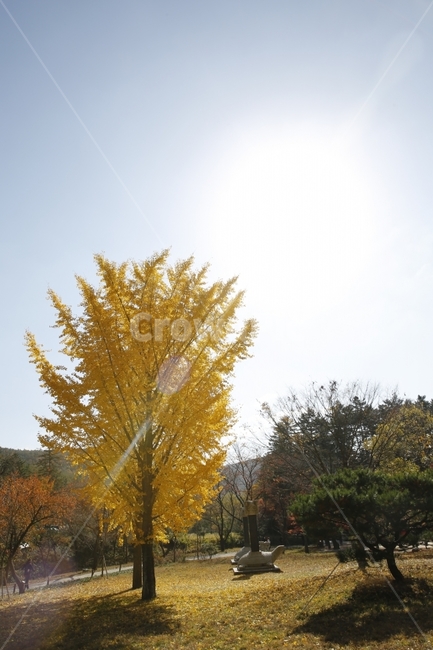 가을,낙엽,가을사진,단풍,은행,하늘,풍경,풍경사진,감성사진,감성,landscape,단풍놀이,출사,자연,풍경,nature,landscape,조각상,동상,석상,조형물,statue,bronze statue,stone statue,tree,나무,plant,식물