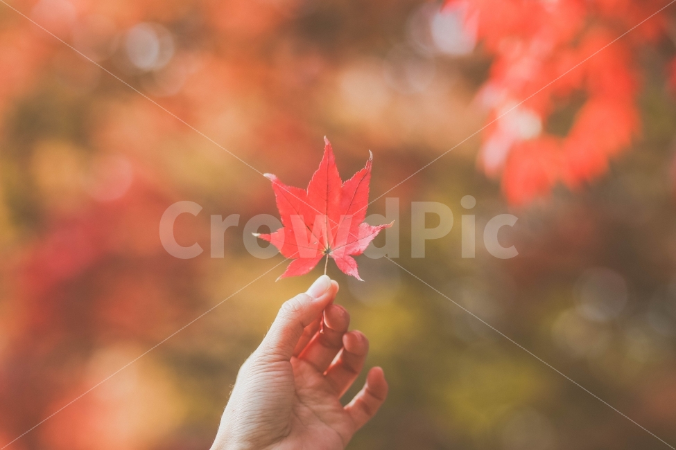 단풍나무,단풍,가을,노랑색,나무,자연,가을,계절,fall,autumn,season,식물,자연,plants,nature,사람,인물,인간,human,person,신체일부,몸,body,감성,sensible,feeling,leaf,잎,plant,tree