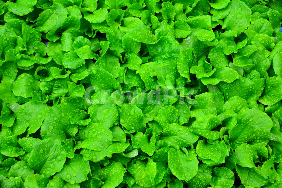 채소,야채,쌈채소,음식,식재료,food,green,fresh,신선한,싱싱한,plant,건강식품,푸성귀,건강식,vegetable,상추,채소밭,어린,섬유질,다이어트,이슬,물방울,식물,자연,plants,nature,음식,식재료,요리,food,cook,meal,dishes,food reserves,채소,야채,vegetables