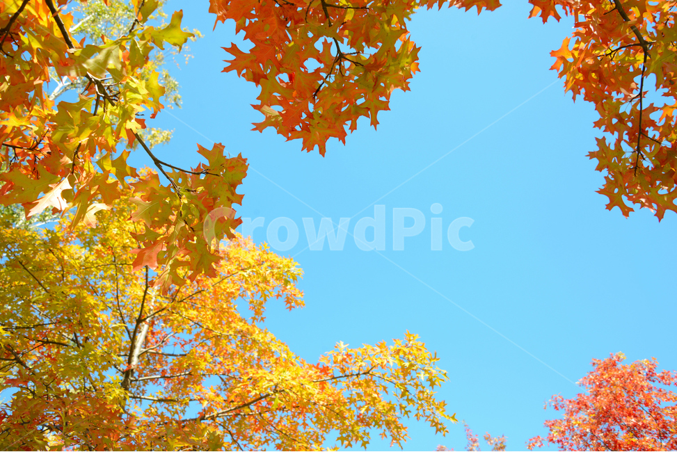 가을,단풍,하늘,단풍잎,빨간열매,fall,autumn,leaf,bluesky,maple,태양,아름다운,sunlight,햇빛,나무,tree,beutiful,sunny,맑음,자연,식물,가을,계절,fall,autumn,season,plant,잎