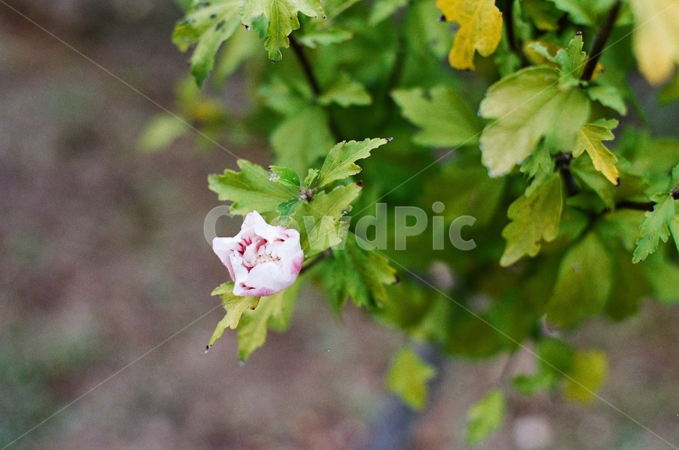 꽃,봉오리,피는꽃,식물,plant,flower,blossom,식물,자연,plants,nature,꽃,flower
