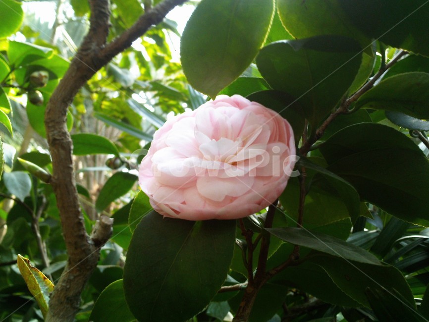 장미,rose,blossom,꽃,flower,식물,자연,plants,nature,꽃,flower