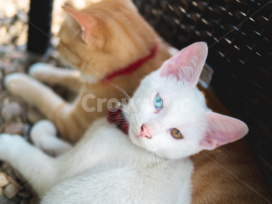 고양이,오드아이,cat,oddeye,애완동물,반려동물,동물,animal,포유류,mammal,고양이,cat,kitten,kitty