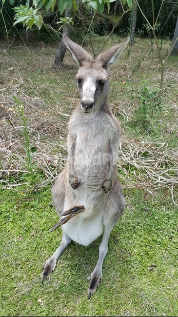 kangaroo,캥거루,동물,왈라비,animal,wallaby,mammal,호주,시드니,캥거루파크,어미캥거루,새끼캥거루,동물,animal