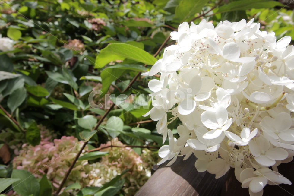 식물,flower,꽃,blossom,순수,하얀,식물,자연,plants,nature,꽃,flower