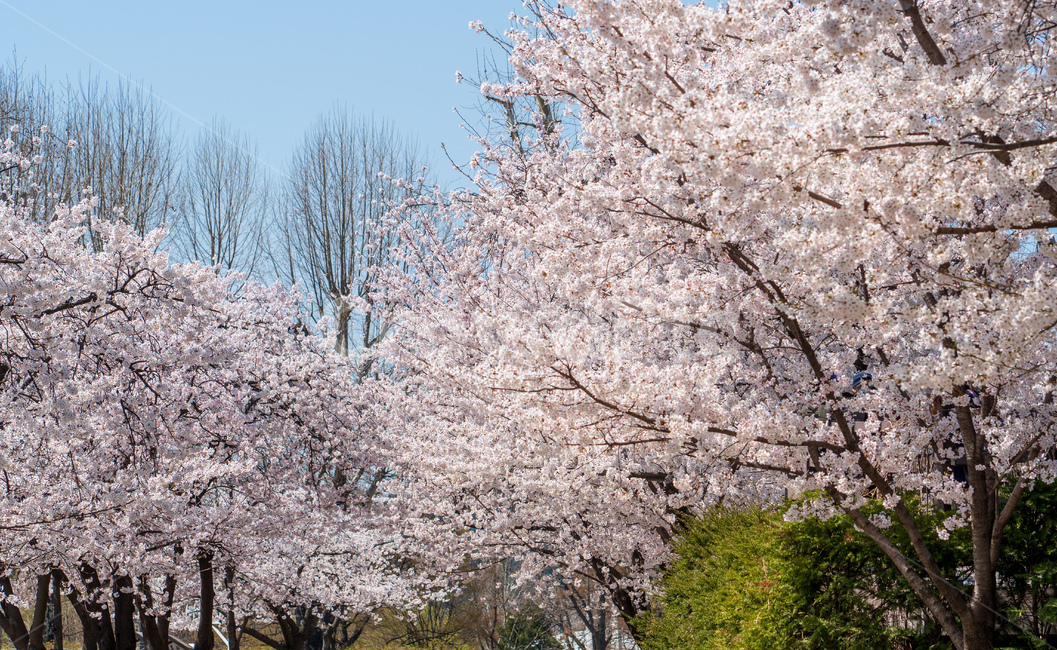 벚꽃,봄꽃,꽃,계절,spring,season,cherrymlossoms,꽃축제,파란하늘,푸른하늘,자연,가로수,벚꽃축제,연분홍색,핑크색,바탕,공원,flower,nature,garden,beautiful,예쁜,봄,나무,수수한