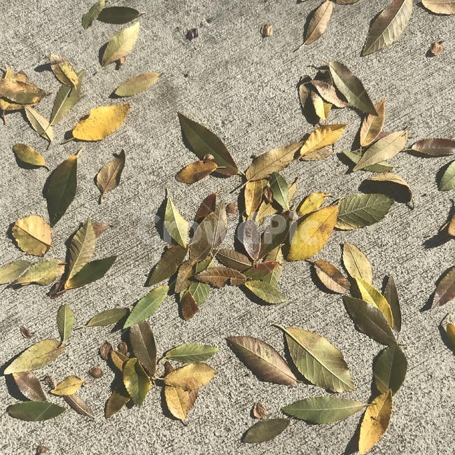 바닥,식물,잎,ground,leaf,plant,낙엽,가을,시멘트,도보,노란,노란낙엽,노랑,낮,가을,계절,fall,autumn,season