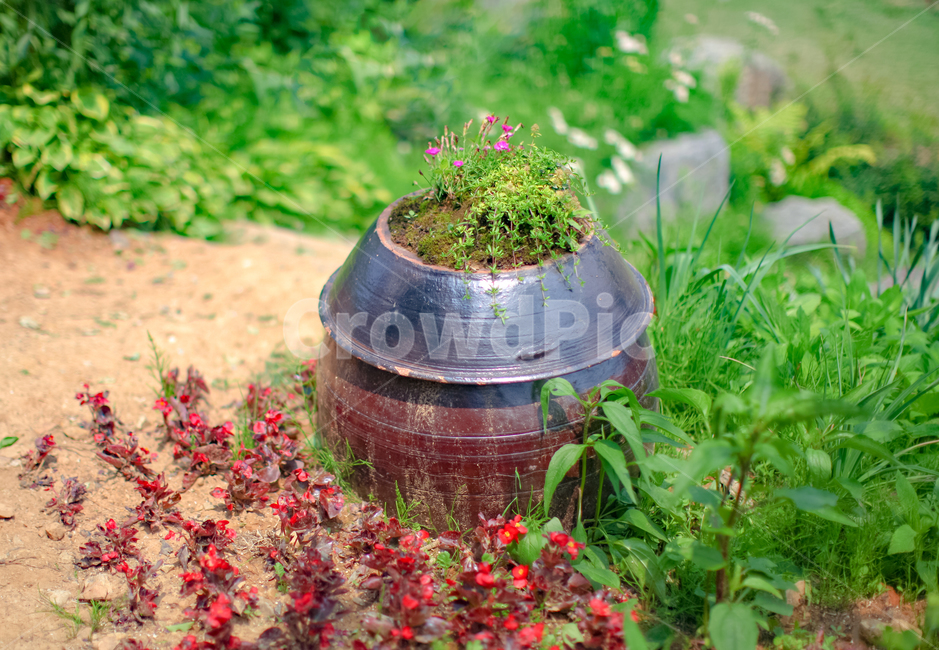 꽃,항아리,산,잔디,국가,농장,농촌,여름,농업,시골,자연,초원,봄,flower,jar,mountain,grass,farm,rural,summer,agriculture,country,nature,grassland,spring,한국전통,한국문화,korean traditional,korean culture,식물,자연,plants,nature