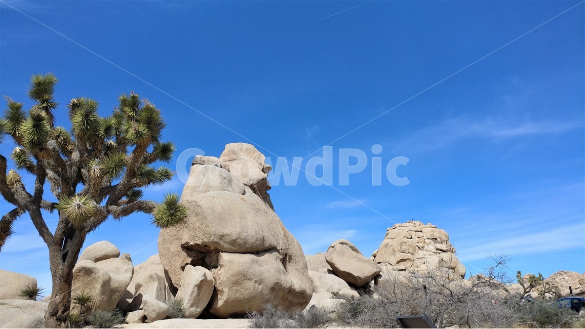 자연,풍경,사막,바위산,죠슈아트리,푸른하늘,죠슈아트리국립공원,nature,desert,desertscape,rockymountains,joshuatree,joshuatreenationalpark,california,자연,풍경,nature,landscape,해외,외국,세계,foreign,oversea,world,세계자연풍경,해외자연풍경,외국자연풍경,world nature landscape
