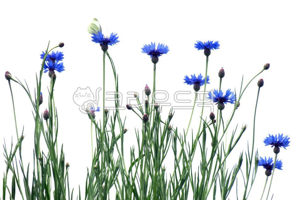 blue flower,white background image,early summer flowers,flower,spring flowers,background image,purple flower,Early summer scenery,butterfly,neat and clean,cornflower,spring scenery,pretty flower