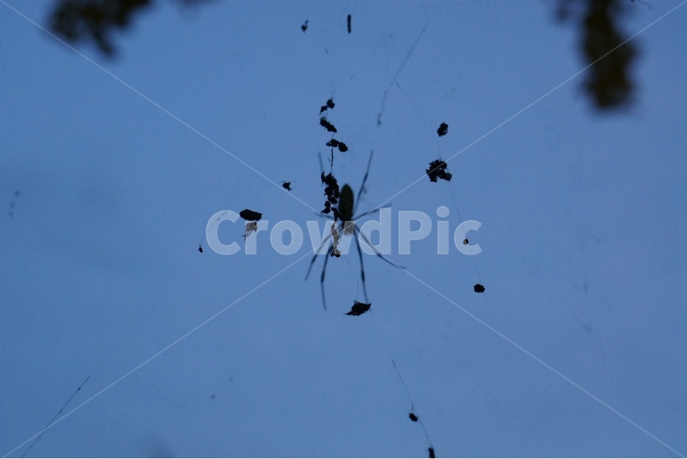 adventure,모험,leisureactivities,레저활동,거미,곤충,벌레,insect,bug