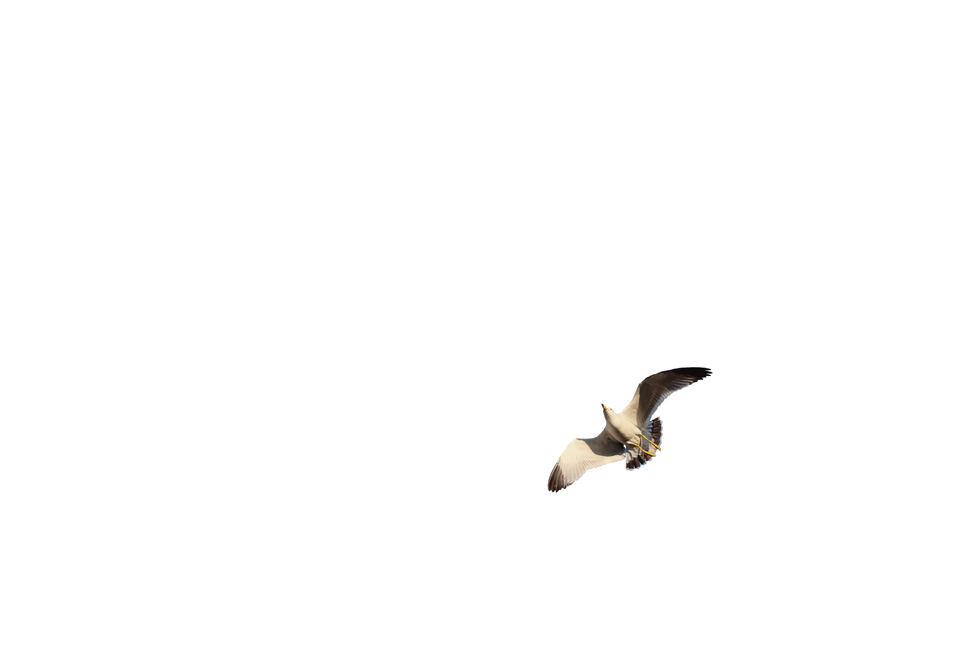갈매기,새,조류,하늘,부리,날개,누끼,동물,seagull,bird,자연,풍경,naturelandscape,sea,animal,birds,감성sensible,feeling,outdoors,옥외,transportation,동물,animal,조류,새,birds,누끼,remove background